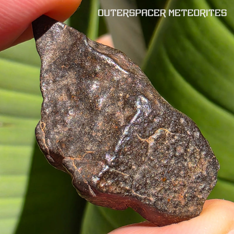 NWA 16415 - CO3 Carbonaceous Chondrite