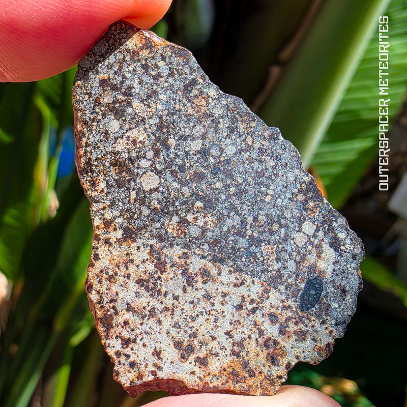 NWA 869 - L3-6 Ordinary Chondrite