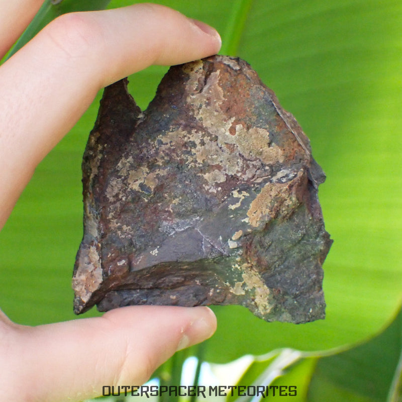 Tsarev - L5 Ordinary Chondrite