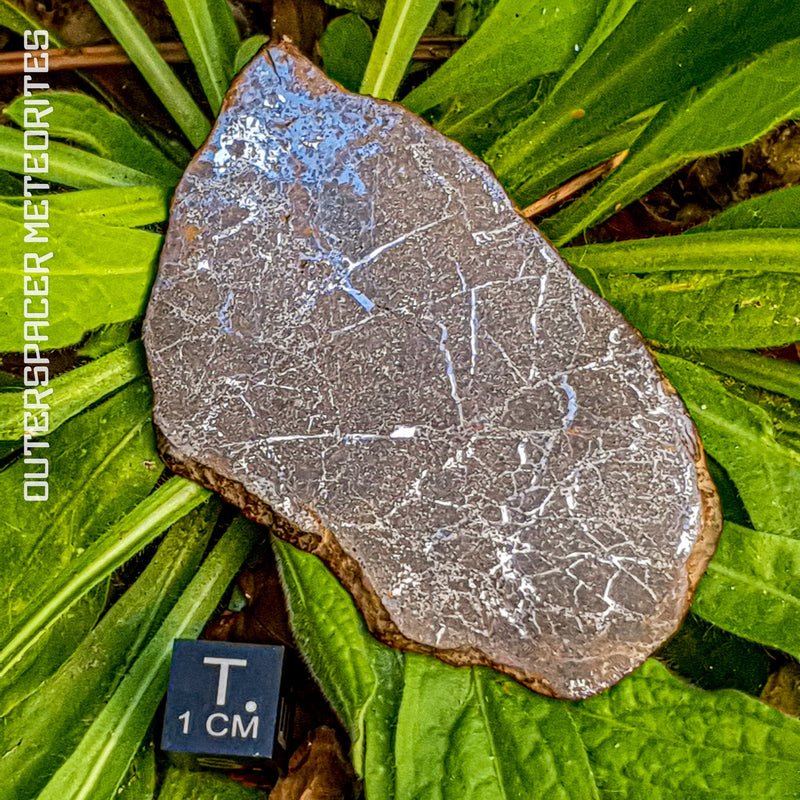 Winonaites (Primitive Achondrite)