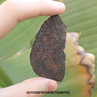 NWA 13948 - Acapulcoíta - Rebanada completa - 9.42g - Argelia