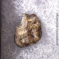 Amgala 001 - Shergottite martienne (olivine-phyrique) - 1,14 g - Sahara occidental