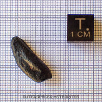 Atacamaite - Impactite/Tektoid - Complete Individual - 1.68g - Chile (Atacama)