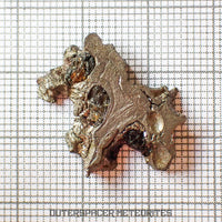 Brenham - Pallasite PMG-an - Skeletal Slice - USA (Kansas)