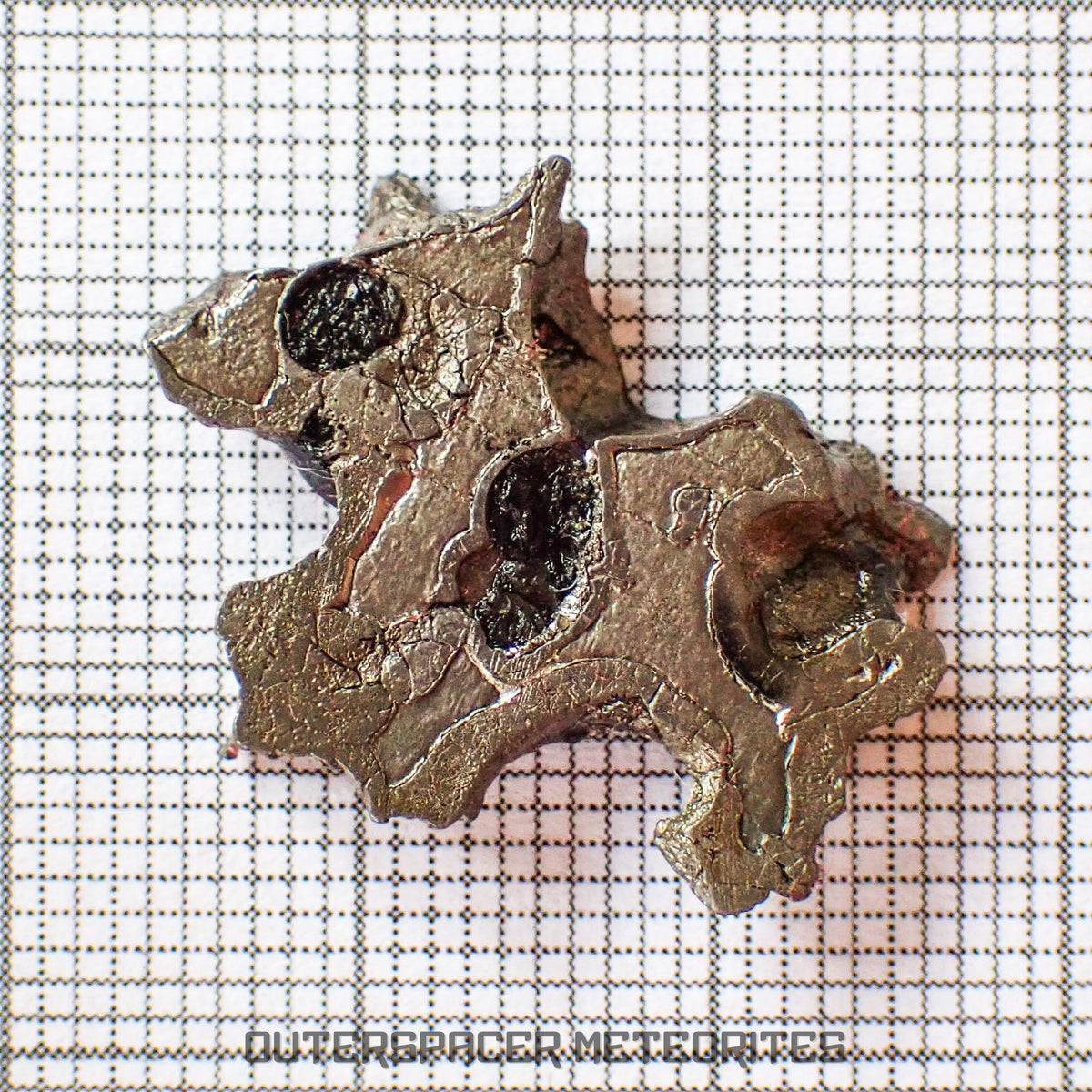 Brenham - Pallasite PMG-an - Skeletal Slice - USA (Kansas)
