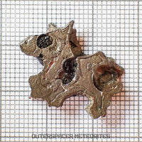 Brenham - Pallasite PMG-an - Skeletal Slice - USA (Kansas)