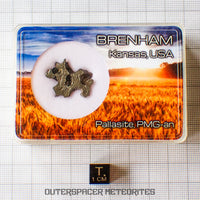 Brenham - Pallasite PMG-an - Skeletal Slice - USA (Kansas)