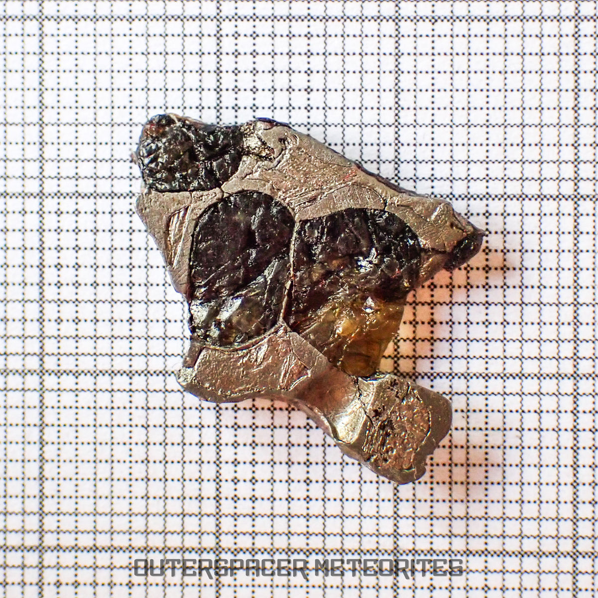 Brenham - Pallasite PMG-an - Skeletal Slice - USA (Kansas)