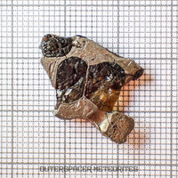 Brenham - Pallasite PMG-an - Skeletal Slice - USA (Kansas)
