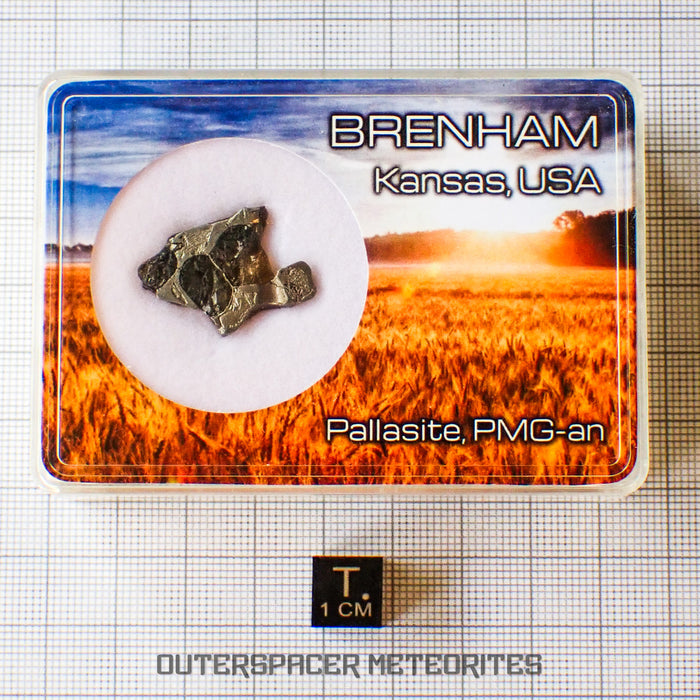 Brenham - Pallasite PMG-an - Skeletal Slice - USA (Kansas)