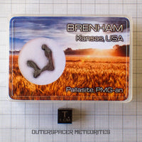 Brenham - Pallasita PMG-an - Lámina esqueletal - EE. UU. (Kansas)