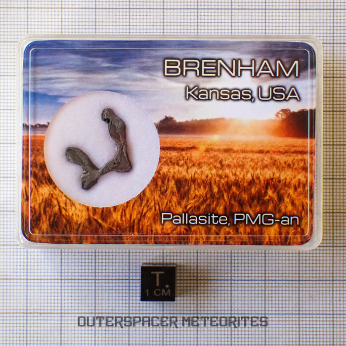 Brenham - Pallasite PMG-an - Skeletal Slice - USA (Kansas)