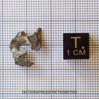 Brenham - Pallasite PMG-an - Skeletal Slice - USA (Kansas)