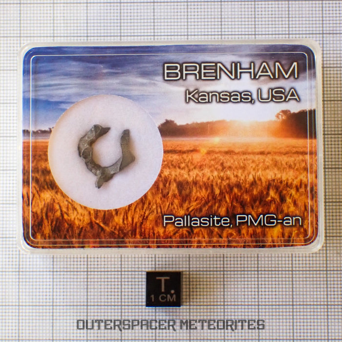 Brenham - Pallasite PMG-an - Skeletal Slice - USA (Kansas)