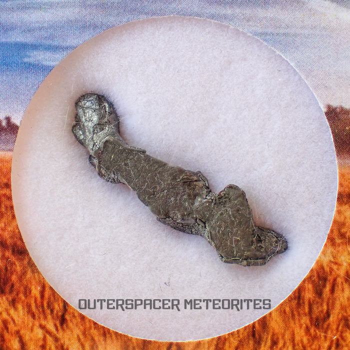 Brenham - Pallasite PMG-an - Skeletal Slice - USA (Kansas)