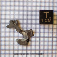 Brenham - Pallasite PMG-an - Skeletal Slice - USA (Kansas)