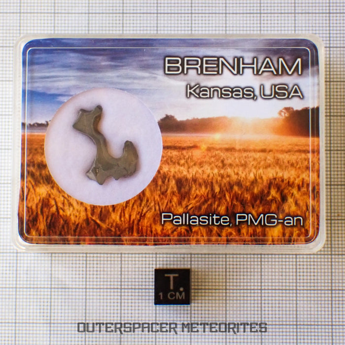 Brenham - Pallasite PMG-an - Skeletal Slice - USA (Kansas)
