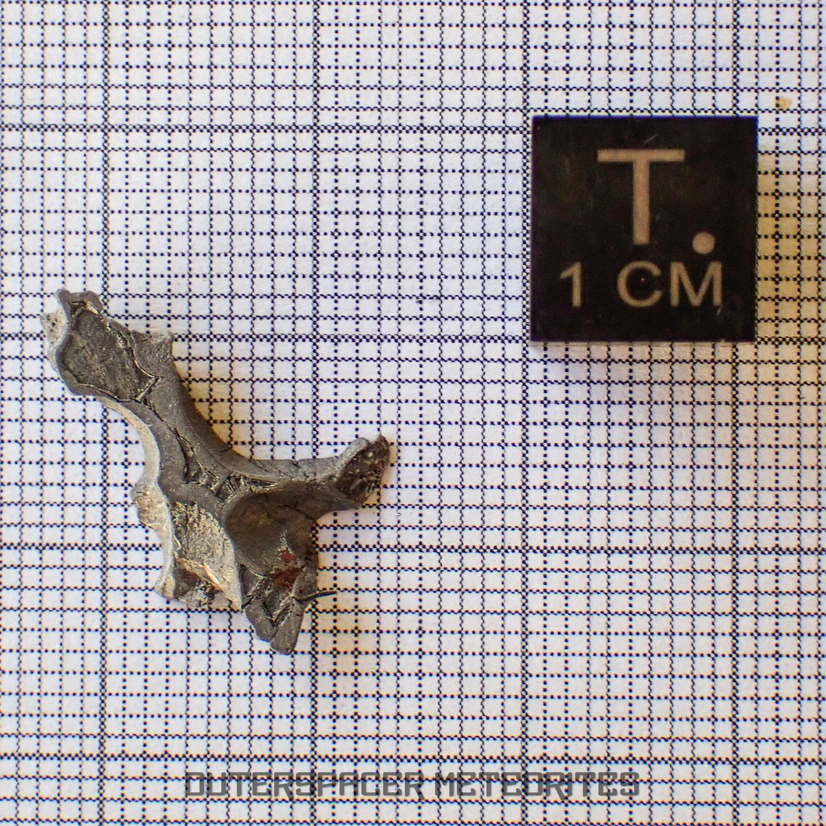 Brenham - Pallasite PMG-an - Skeletal Slice - USA (Kansas)