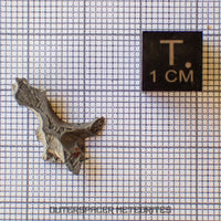 Brenham - Pallasite PMG-an - Skeletal Slice - USA (Kansas)