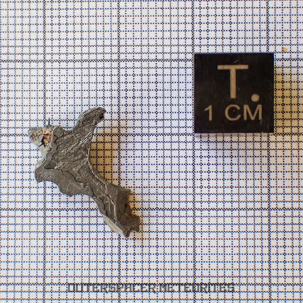 Brenham - Pallasite PMG-an - Skeletal Slice - USA (Kansas)