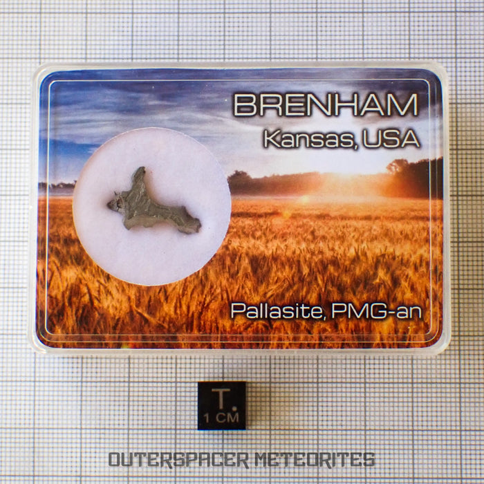Brenham - Pallasite PMG-an - Skeletal Slice - USA (Kansas)