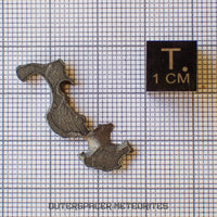 Brenham - Pallasite PMG-an - Skeletal Slice - USA (Kansas)