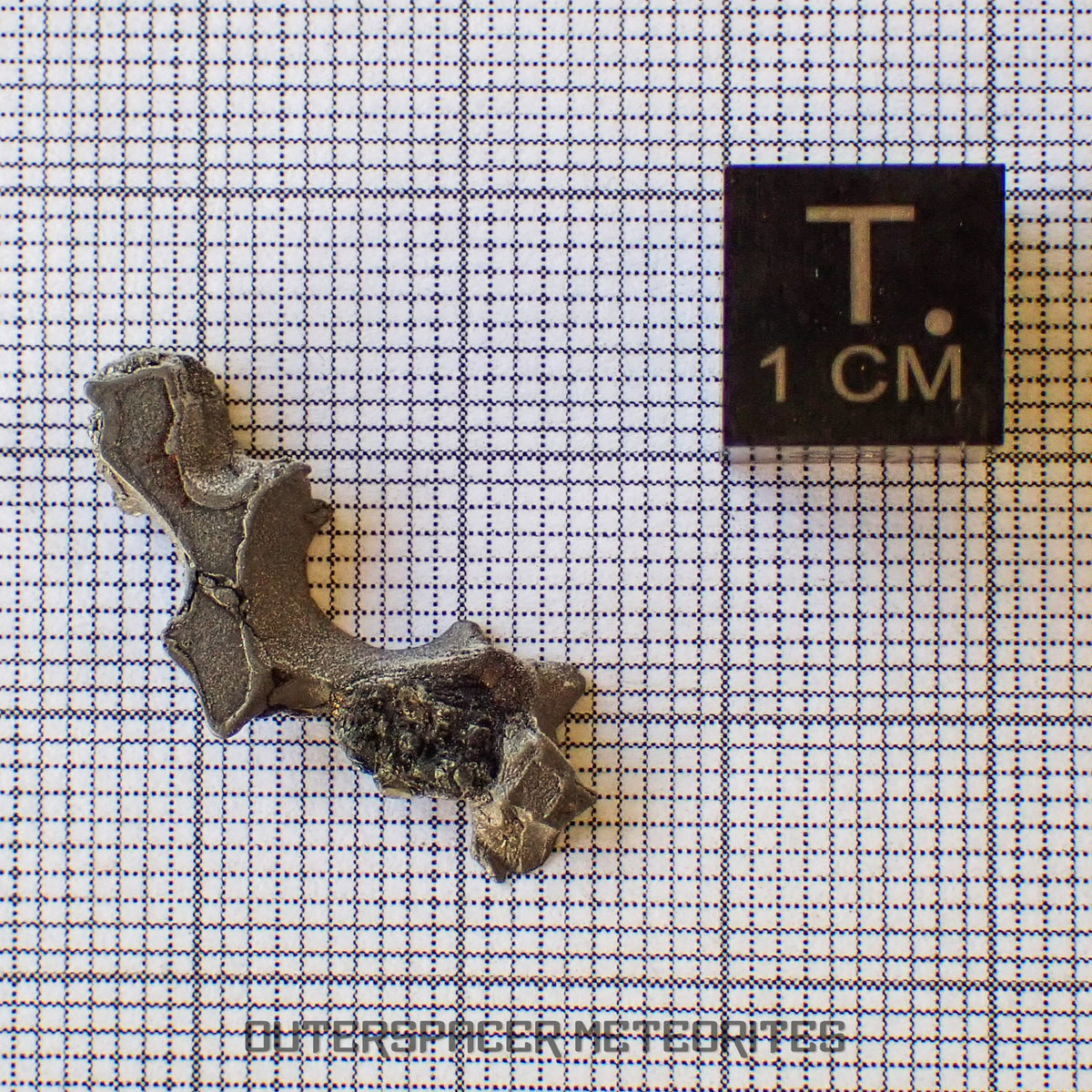 Brenham - Pallasite PMG-an - Skeletal Slice - USA (Kansas)