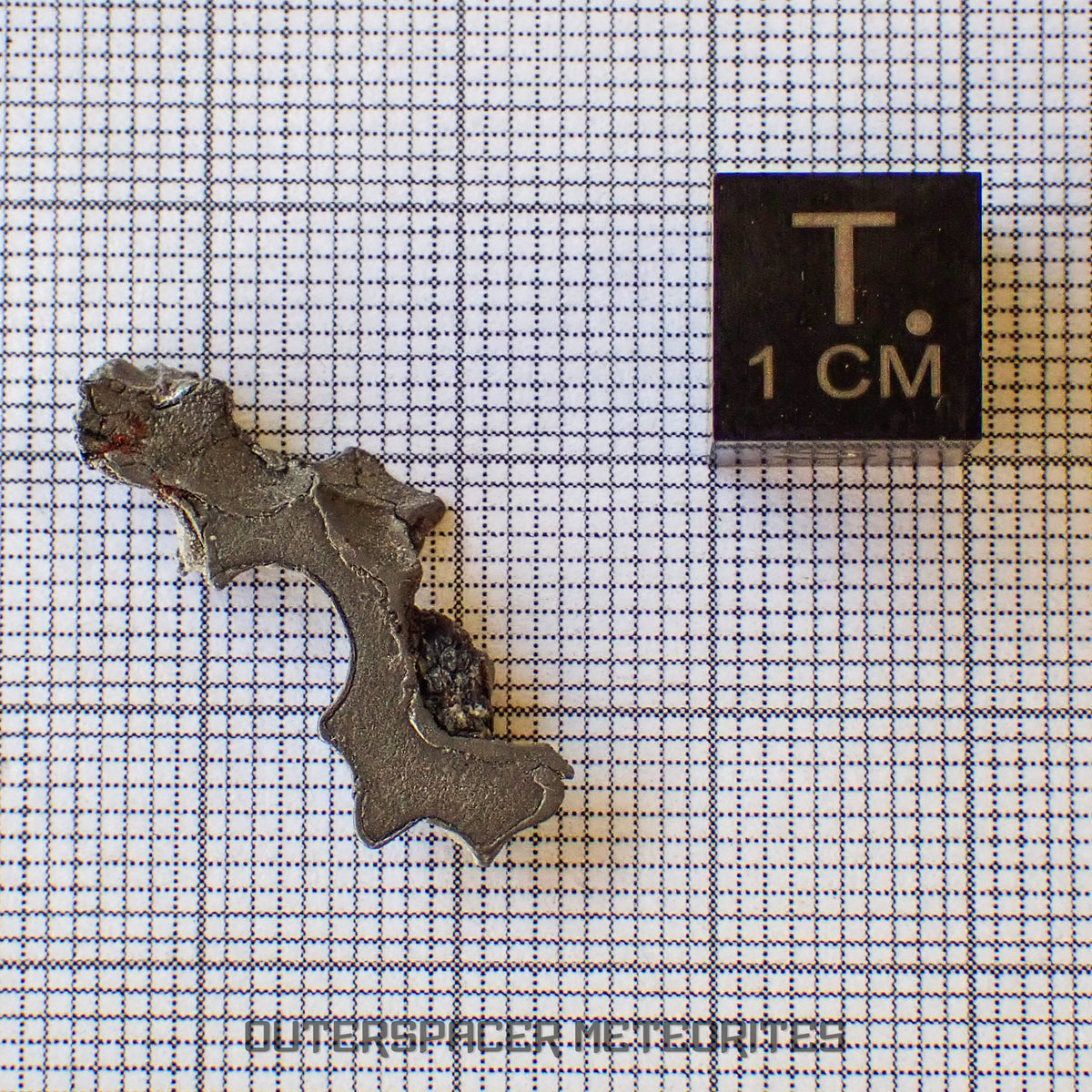 Brenham - Pallasite PMG-an - Skeletal Slice - USA (Kansas)