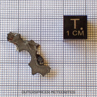 Brenham - Pallasite PMG-an - Skeletal Slice - USA (Kansas)