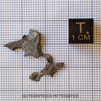 Brenham - Pallasite PMG-an - Skeletal Slice - USA (Kansas)