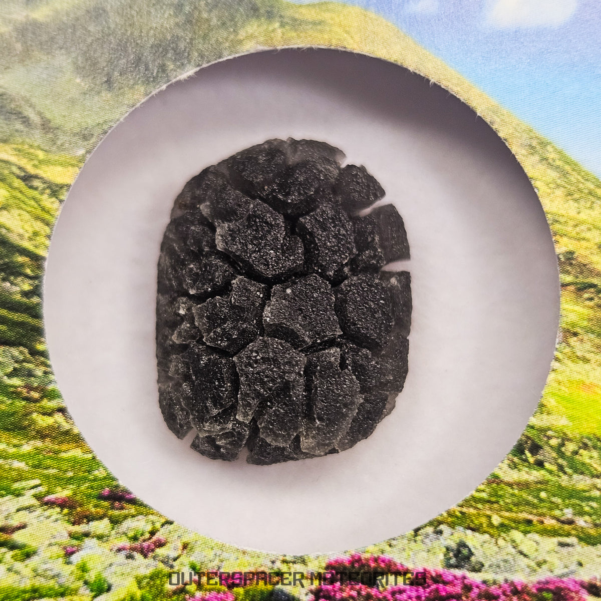 Hérisson des Carpates - Obsidienne - Individu complet - Slovaquie