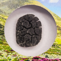 Hérisson des Carpates - Obsidienne - Individu complet - Slovaquie