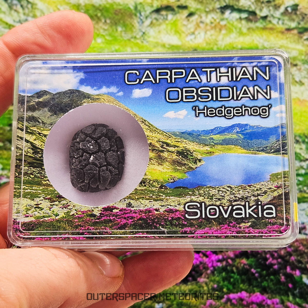 Hérisson des Carpates - Obsidienne - Individu complet - Slovaquie