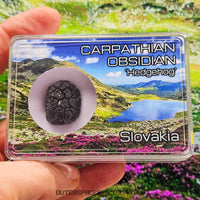 Hérisson des Carpates - Obsidienne - Individu complet - Slovaquie