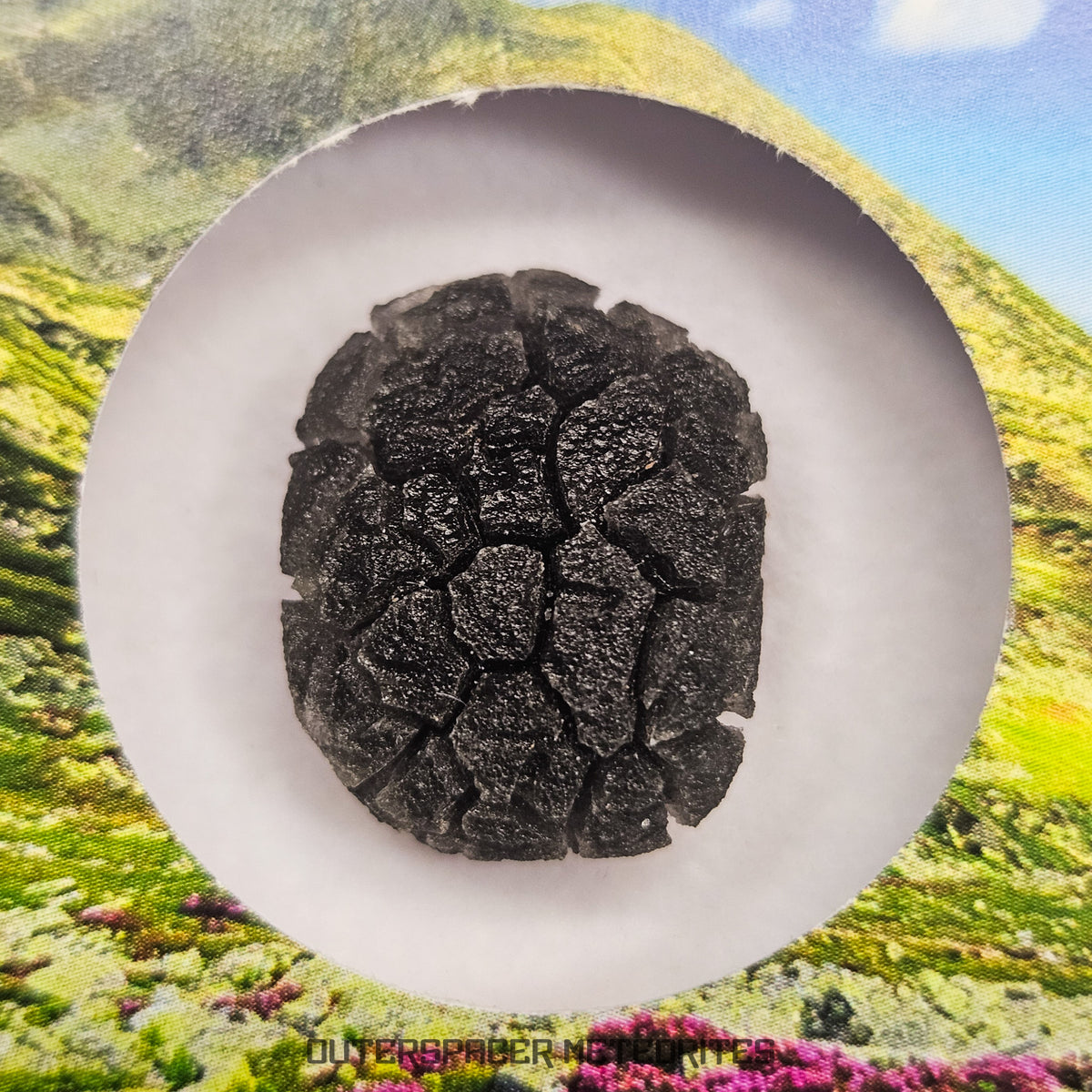 Hérisson des Carpates - Obsidienne - Individu complet - Slovaquie