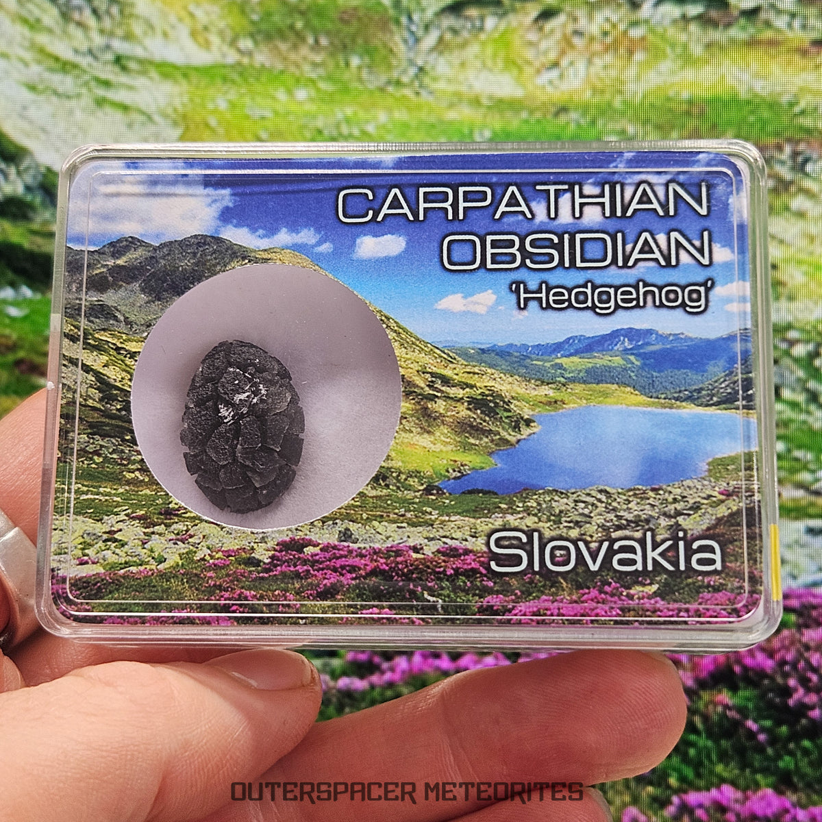 « Hérisson » des Carpates – Obsidienne – Individu complet – Slovaquie