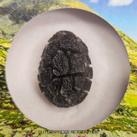 « Hérisson » des Carpates – Obsidienne – Individu complet – Slovaquie