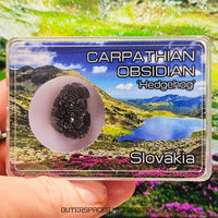 « Hérisson » des Carpates – Obsidienne – Individu complet – Slovaquie