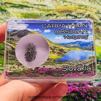 «Hérisson» des Carpates - Obsidienne - Individu complet - Slovaquie