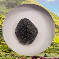 « Hérisson » des Carpates – Obsidienne – Individu complet – Slovaquie