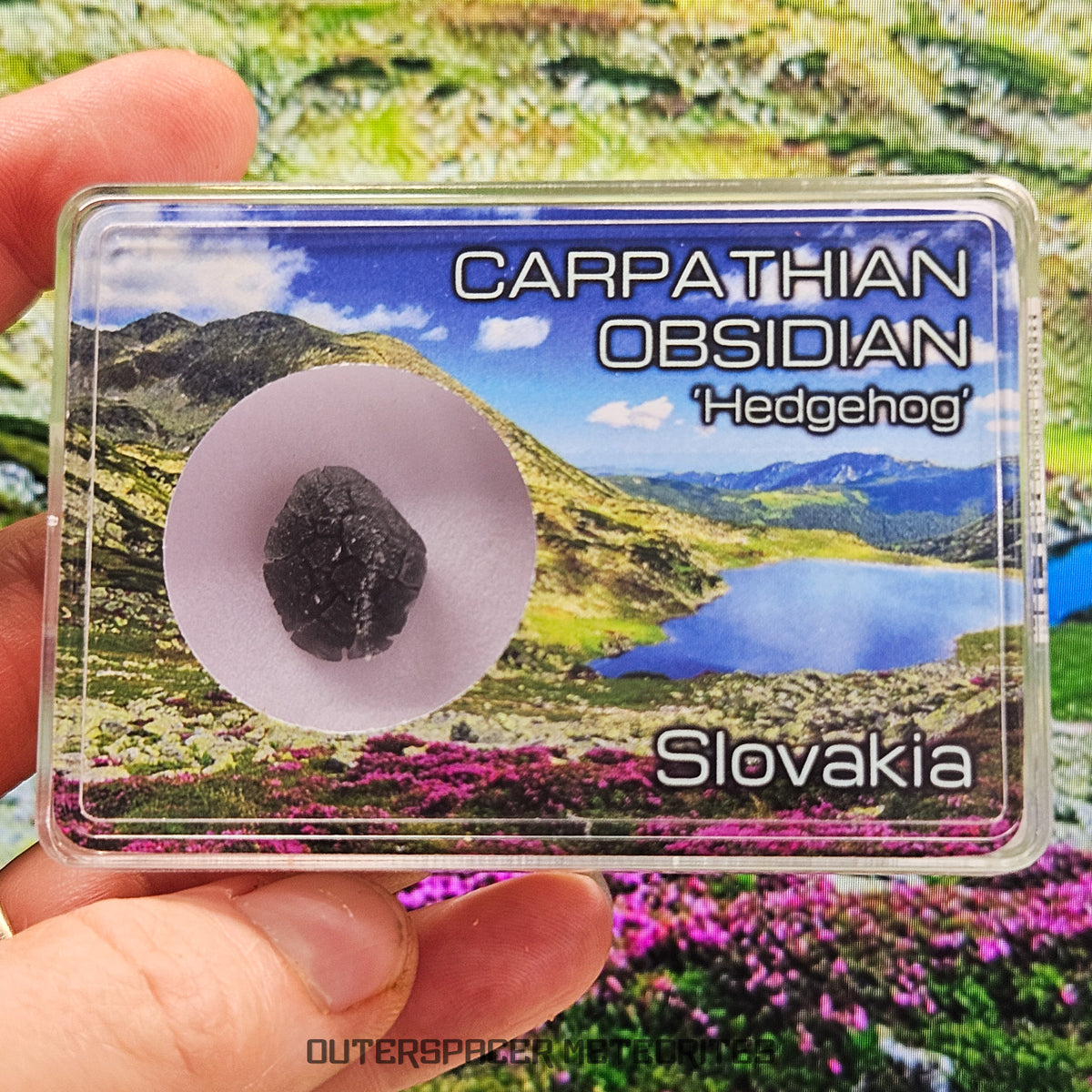 « Hérisson » des Carpates – Obsidienne – Individu complet – Slovaquie