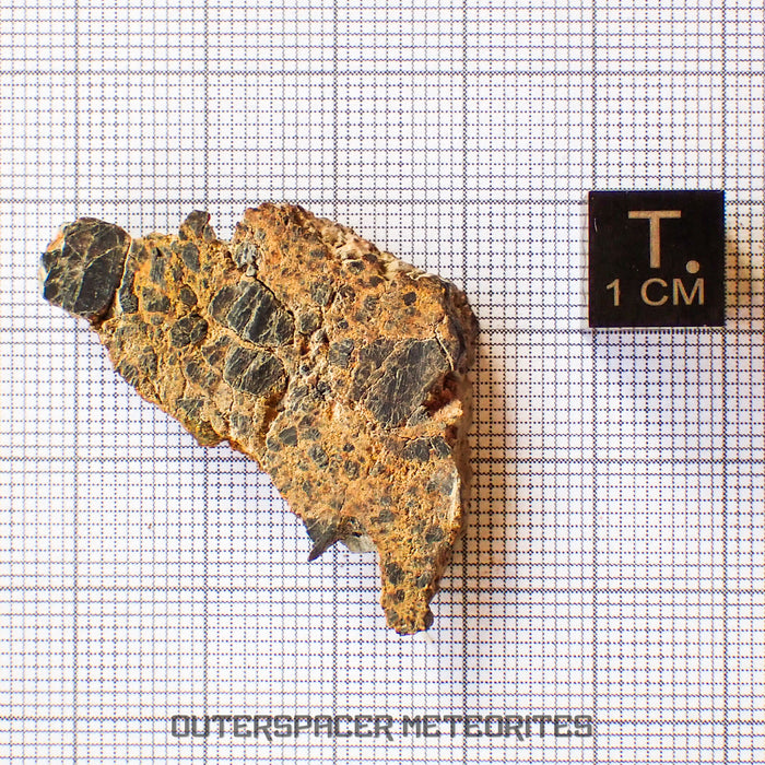 NWA 14056 - Diogenite - Partial Slice - 8.25g - Mali