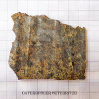 NWA 7831 - Diogenite - Partial Slice - 43.82g - Mali