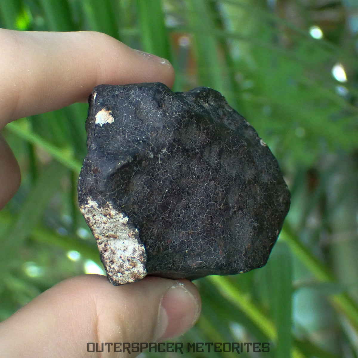 Hammadah al Hamra 346 (aka. Ghadamis) - L6 Ordinary Chondrite - Complete Individual -206.1g - Libya