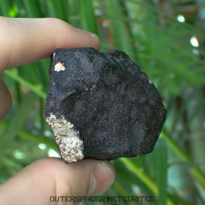 Hammadah al Hamra 346 (aka. Ghadamis) - L6 Ordinary Chondrite - Complete Individual -206.1g - Libya