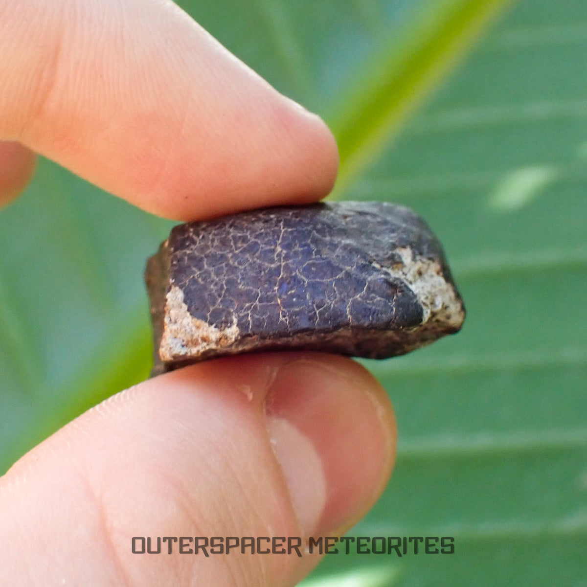 Hammadah al Hamra 346 (aka. Ghadamis) - L6 Ordinary Chondrite - Complete Individual - 20.15g - Libya
