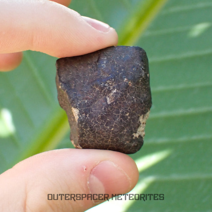 Hammadah al Hamra 346 (aka. Ghadamis) - L6 Ordinary Chondrite - Complete Individual - 20.15g - Libya