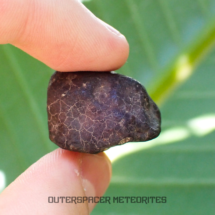 Hammadah al Hamra 346 (aka. Ghadamis) - L6 Ordinary Chondrite - Complete Individual - 17.35g - Libya