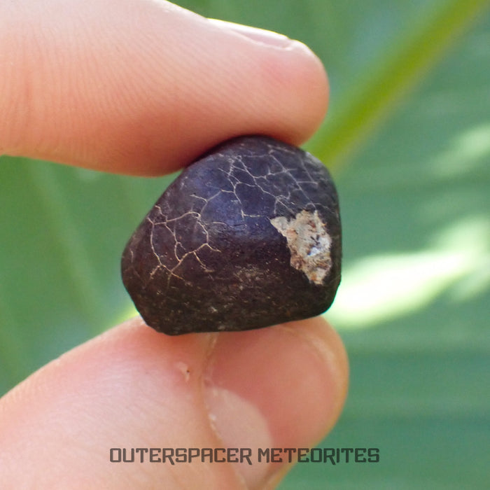 Hammadah al Hamra 346 (aka. Ghadamis) - L6 Ordinary Chondrite - Complete Individual - 11.6g - Libya