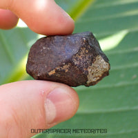 Hammadah al Hamra 346 (aka. Ghadamis) - L6 Ordinary Chondrite - Complete Individual - 22.55g - Libya